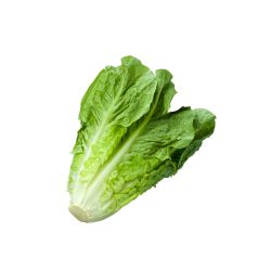 Lattuga